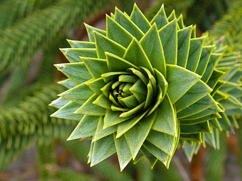 Illustration for article titled Incredible Photographs of Fractals Found in the Natural World